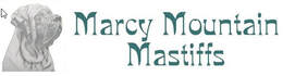 MARCYMTNMASTIFFS.COM